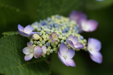 萼（がく）紫陽花