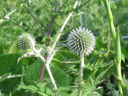 瑠璃玉薊（るりたまあざみ）（旧...