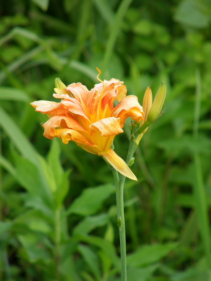 彼方此方で見るユリに似た花