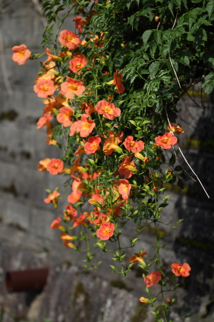 凌霄花（のうぜんかずら）が花盛...