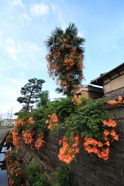 今年も華やかに
