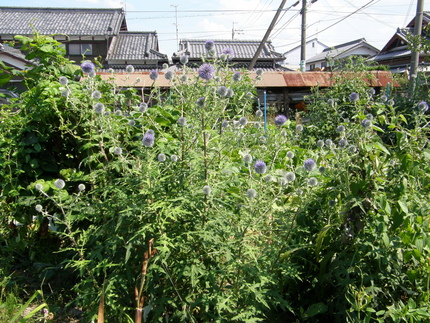 瑠璃玉薊（るりたまあざみ）(3...