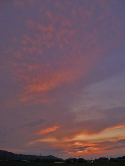 夕方になると活動的になる
