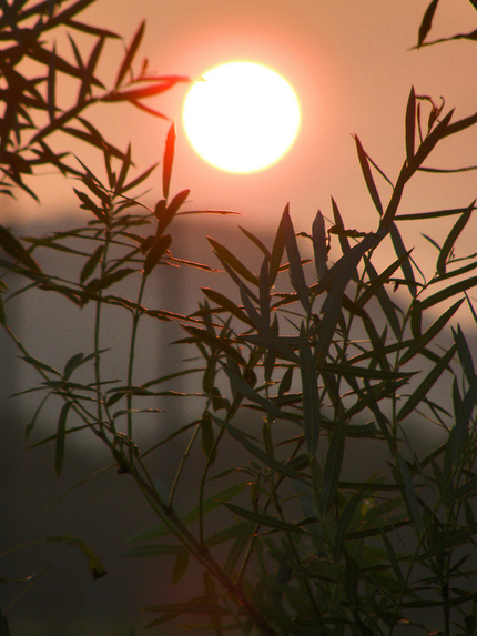 柳越しの夕陽