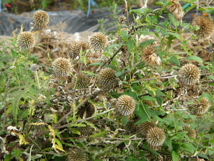 瑠璃玉薊（るりたまあざみ）(4...