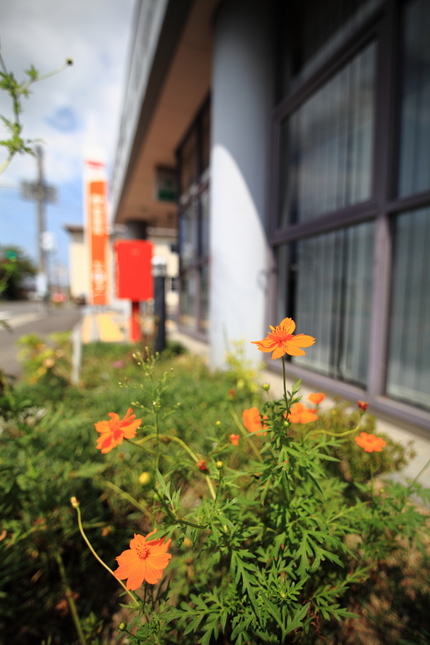 黄花コスモス（きばなコスモス）