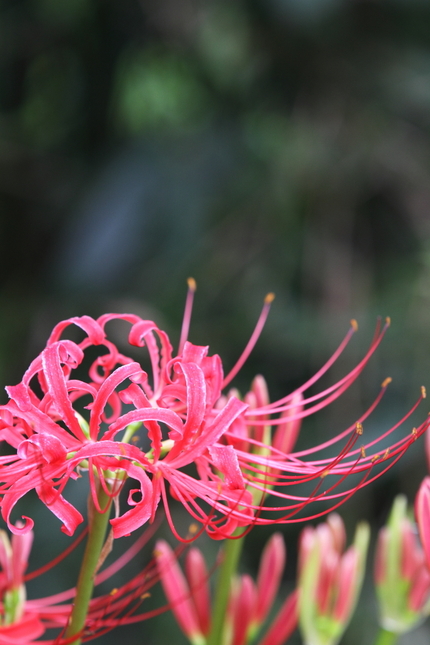今年もこの花が咲く頃に・・・