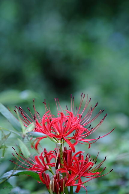 曼珠沙華