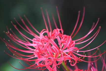 曼珠沙華(2)
