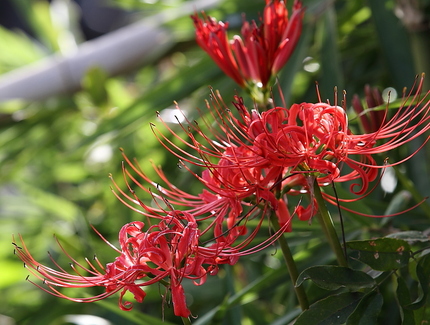 曼珠沙華(3)