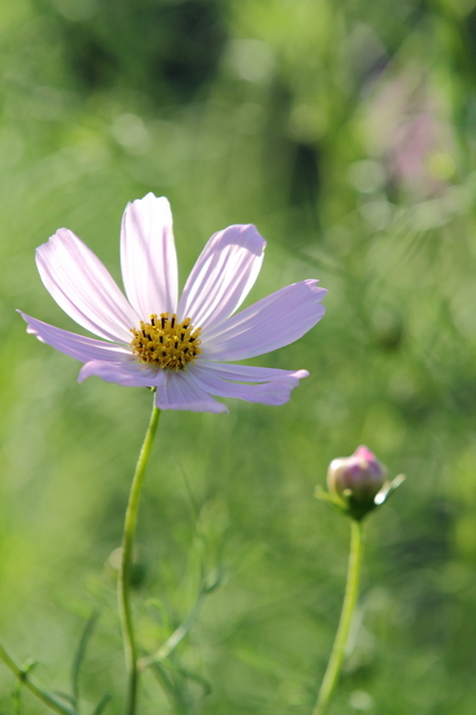 秋桜（コスモス）(2)