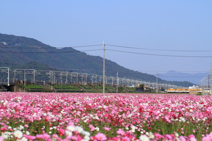 コスモスとローカル電車
