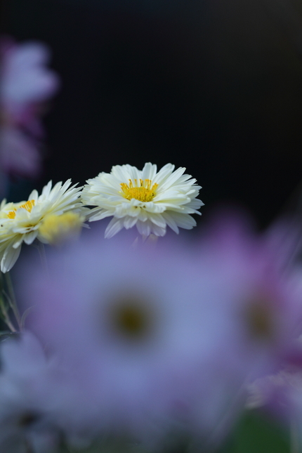 何気ない菊