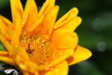この花もキク科なんですねぇ