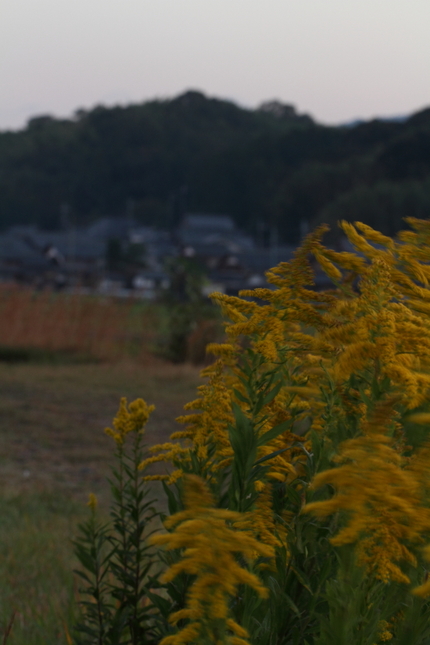 里の夕景