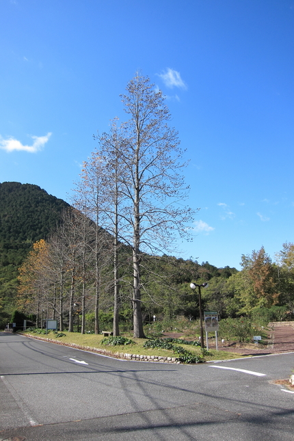 久し振りの今日の青空は綺麗でし...
