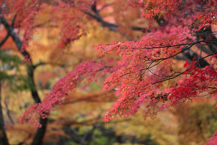 紅葉・黄葉