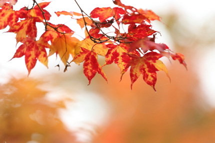 黄葉から紅葉へ？