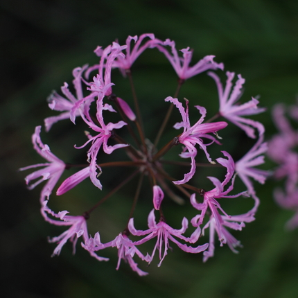 冬の花火