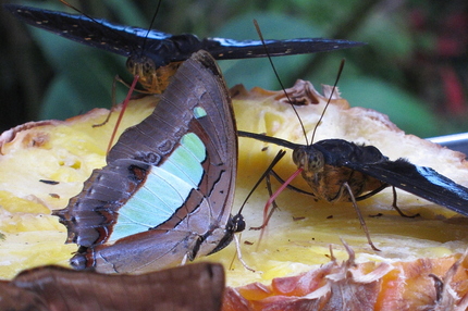 BUTTERFLY PARK