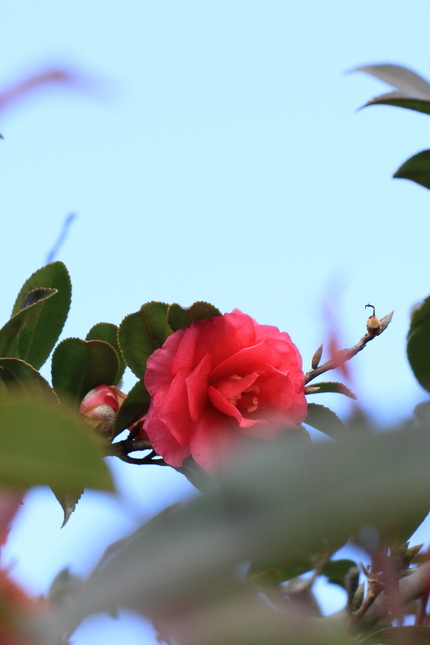 まだ綺麗な花も