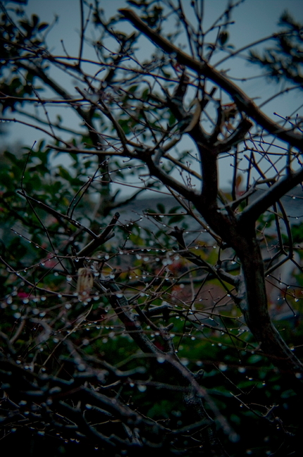 冷たい雨(2)