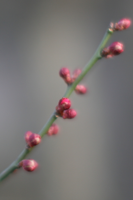 紅梅も足踏み
