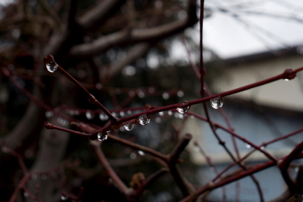 今日はまた雨
