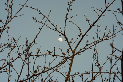 桜も開花は遅れがち