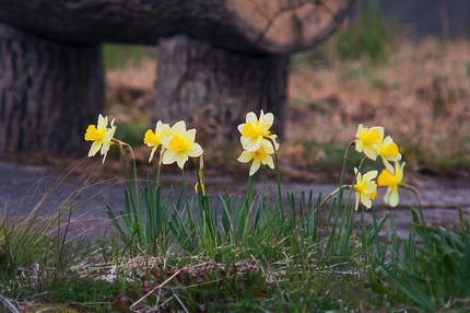 水仙が花盛り(2)