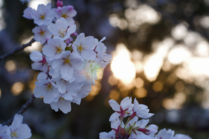 桜が見ごろ
