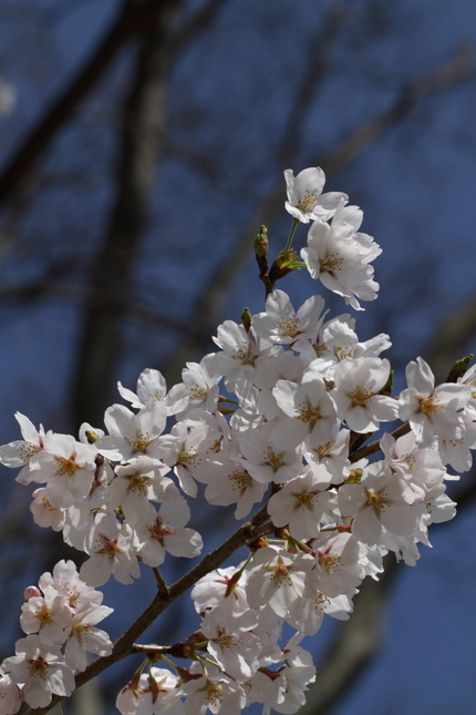 桜が見ごろ(3)