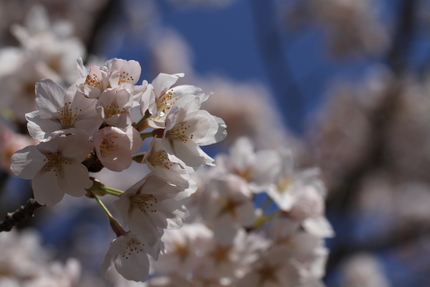 桜が見ごろ(4)