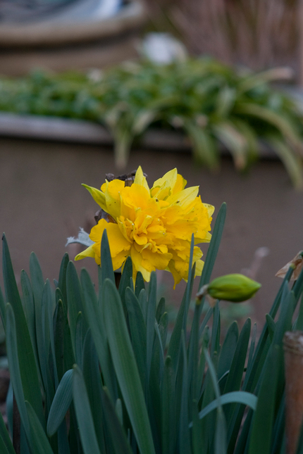 水仙が花盛り(3)