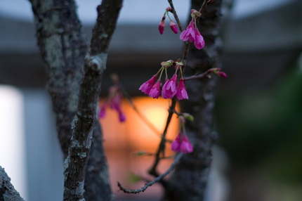 これも桜？