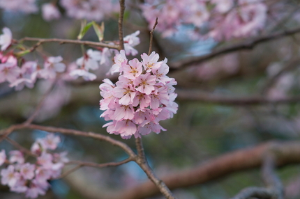 今年は元気が無い桜