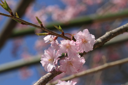 枝垂桜(2)