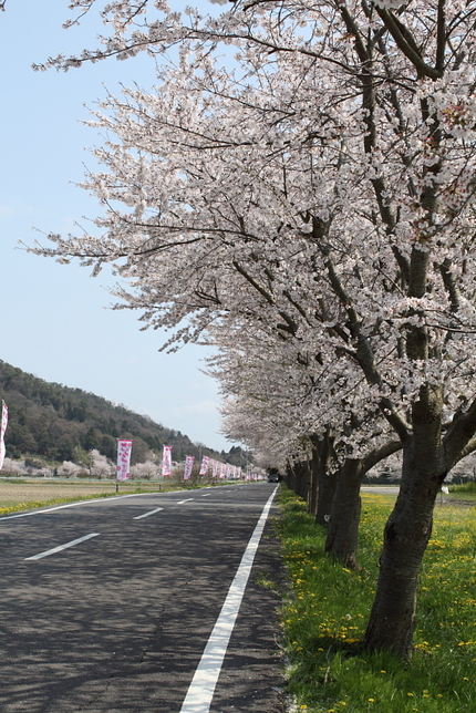 桜（妹背の里編）(3)＜たんぽ...
