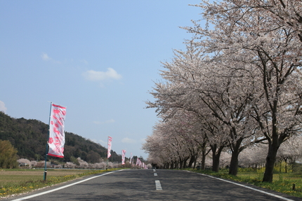 桜（妹背の里編）(4)