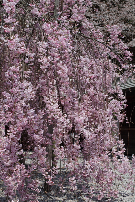 桜（妹背の里編）(5)