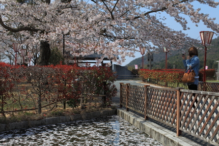 桜（妹背の里編）(番外)＜見と...