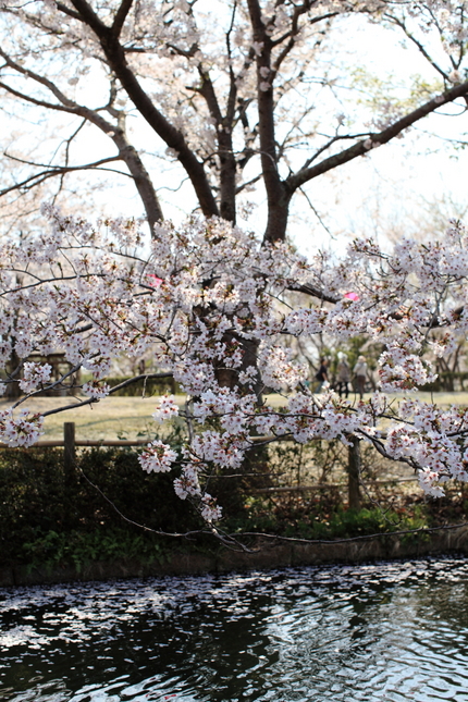 桜（妹背の里編）(7)
