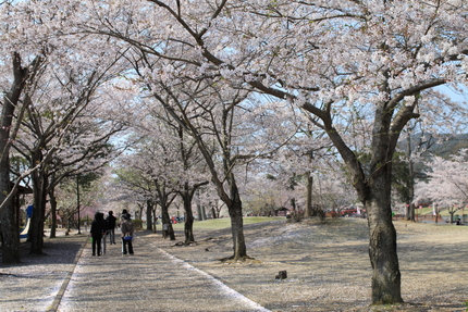 桜（妹背の里編）(番外)＜どち...