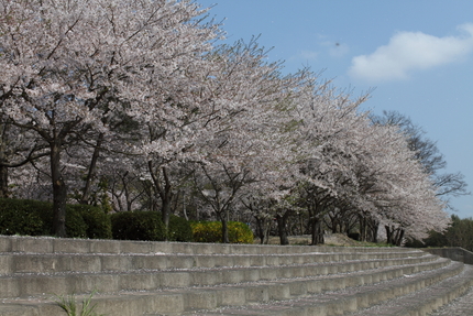 桜（妹背の里編）(9)