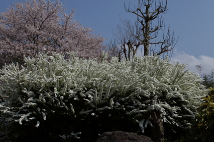 桜（妹背の里編）(10)