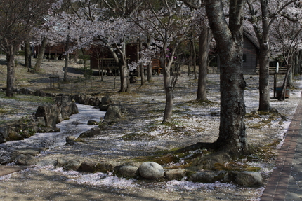 桜（妹背の里編）(11)