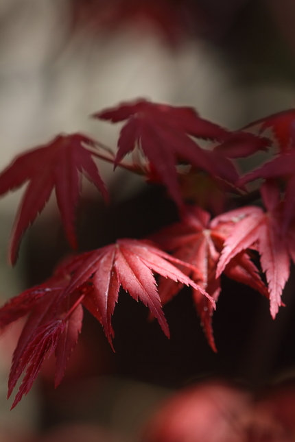 今年もまず紅から