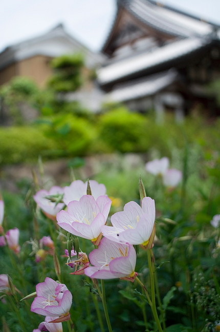 昼咲月見草（ひるざきつきみそう...