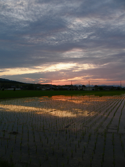 早苗と夕焼け