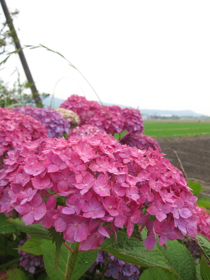 紫陽花が咲きだしました